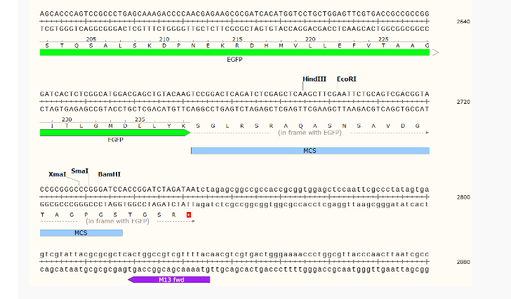 pBBR1MCS2-pAmp-EGFP广宿主表达质粒