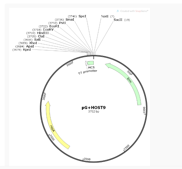 pG+HOST9革兰阳性质粒