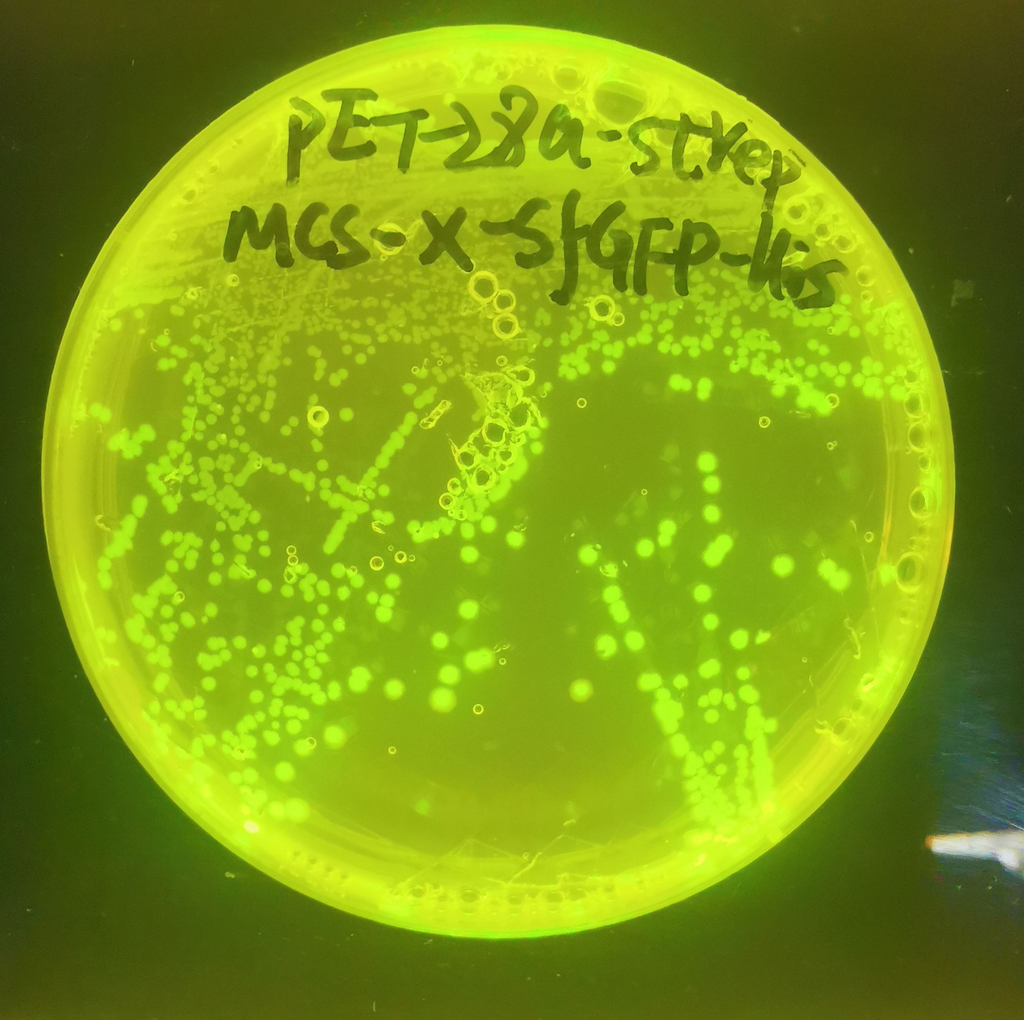 pET28-Strep-MCS-X-sfGFP-His可视化原核表达载体双标签