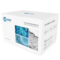 NCM460正常结肠上皮细胞