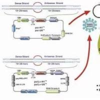 HT115(DE3)②大肠杆菌