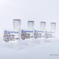 Biozellen®3D类器官培养基质胶套装