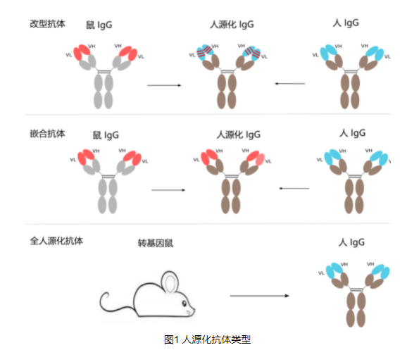 抗体人源化服务