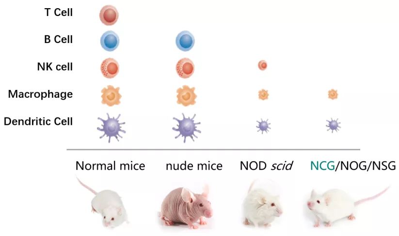 TPCS助力Hu-PBMC模型