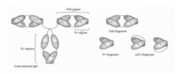 人源Fab抗体文库构建服务