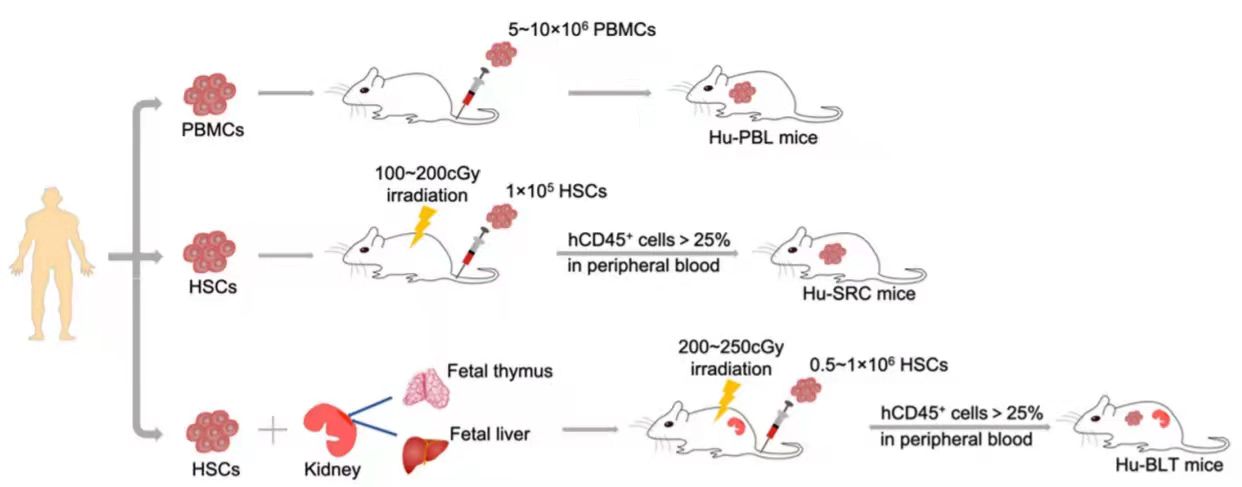TPCS助力Hu-PBMC模型