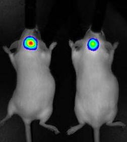 小动物活体成像服务  小鼠活体荧光成像实验