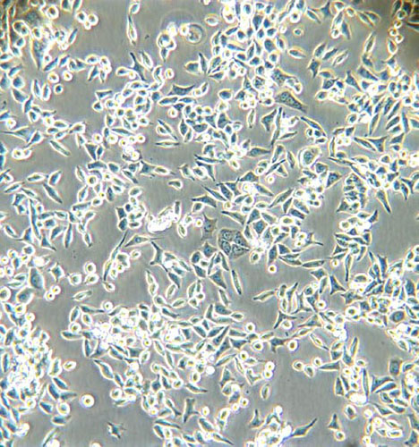 INCELL Corporation NCM460D细胞说明书