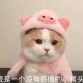 shenghuo_2 shenghuo_2