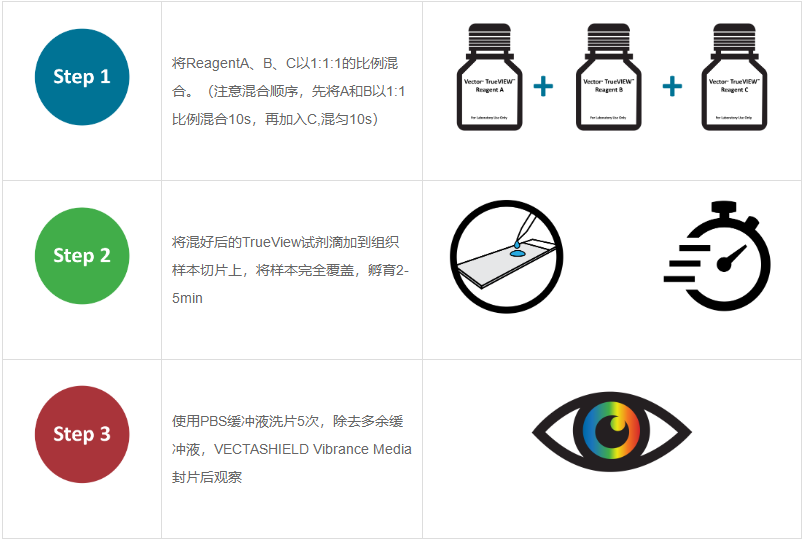 一招制敌——“小欣”教您如何有效避免组织中的自发荧光
