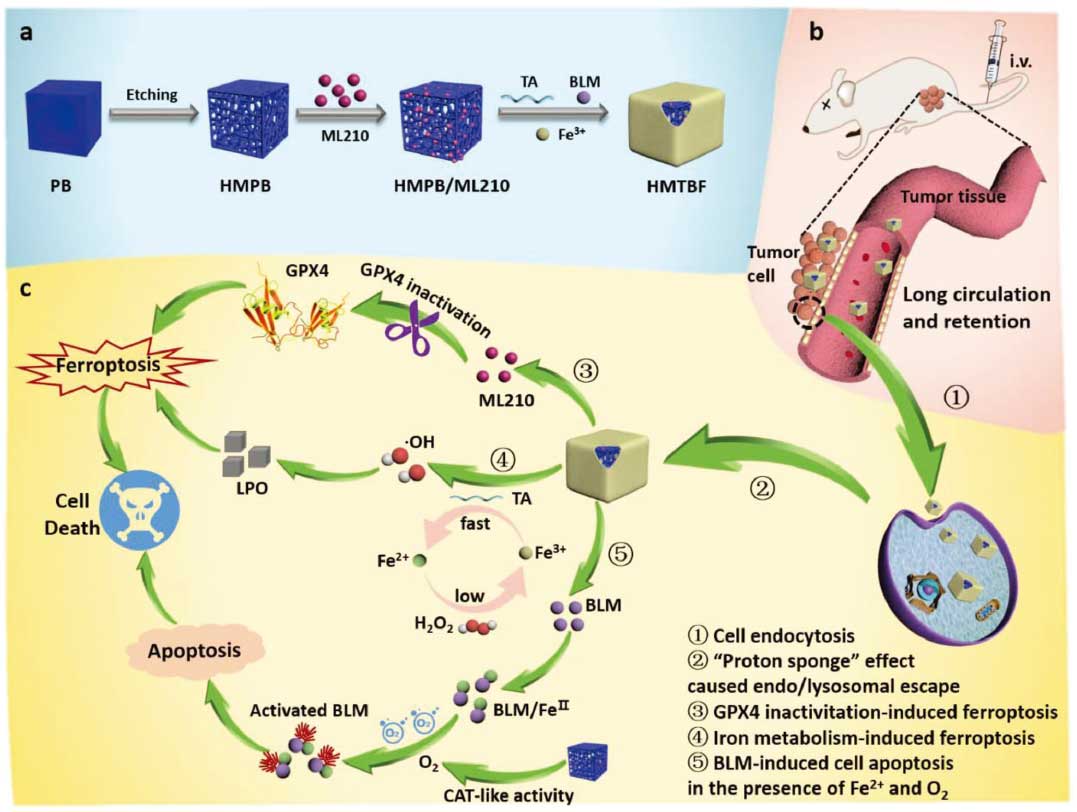 文献速递|动物活体成像系统在纳米医学领域中的应用
