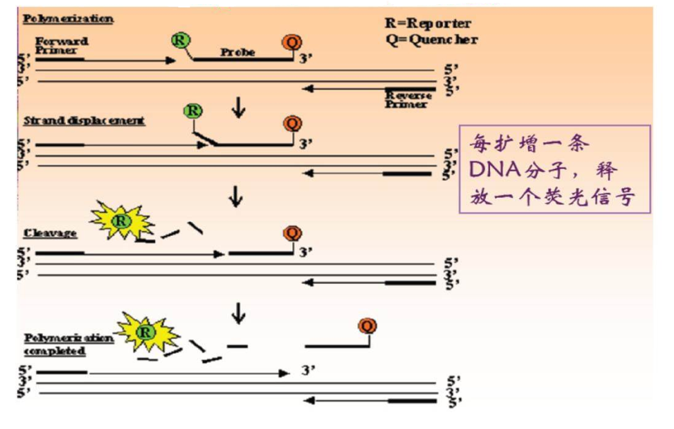 实时荧光定量PCR技术原理与操作