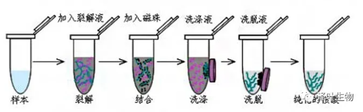 核酸提取方法-磁珠法