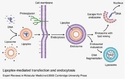 关于细胞转染，你知道多少？