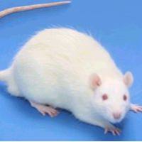 小型动物实验服务