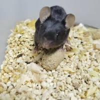 动物模型构建服务