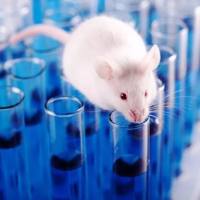 大鼠结肠炎模型