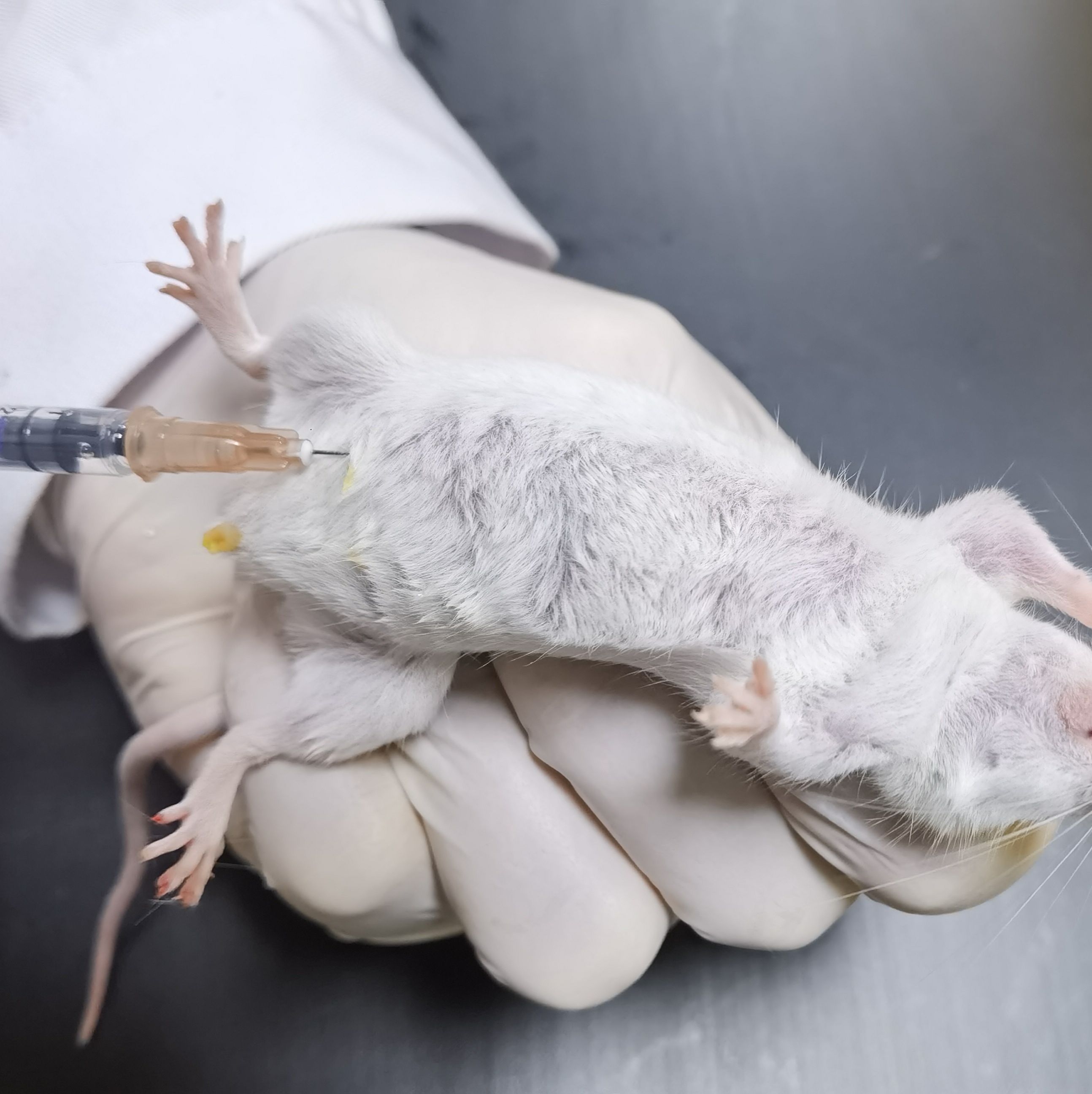 大小鼠腹腔注射动物实验
