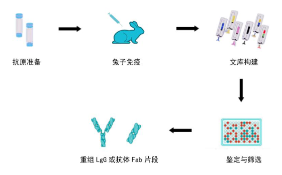 兔单克隆抗体定制服务