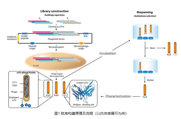 肽库筛选|多肽文库筛选