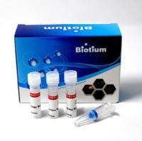 WarmStart酶修饰试剂盒Biotium 29053-T