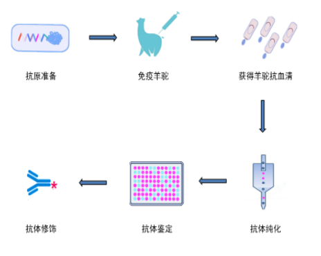 羊多克隆抗体定制服务