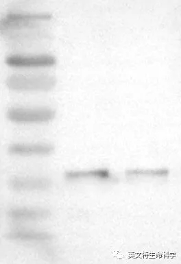 Invent 柱式法蛋白提取技术到底好不好用?看看小伙伴怎么说!