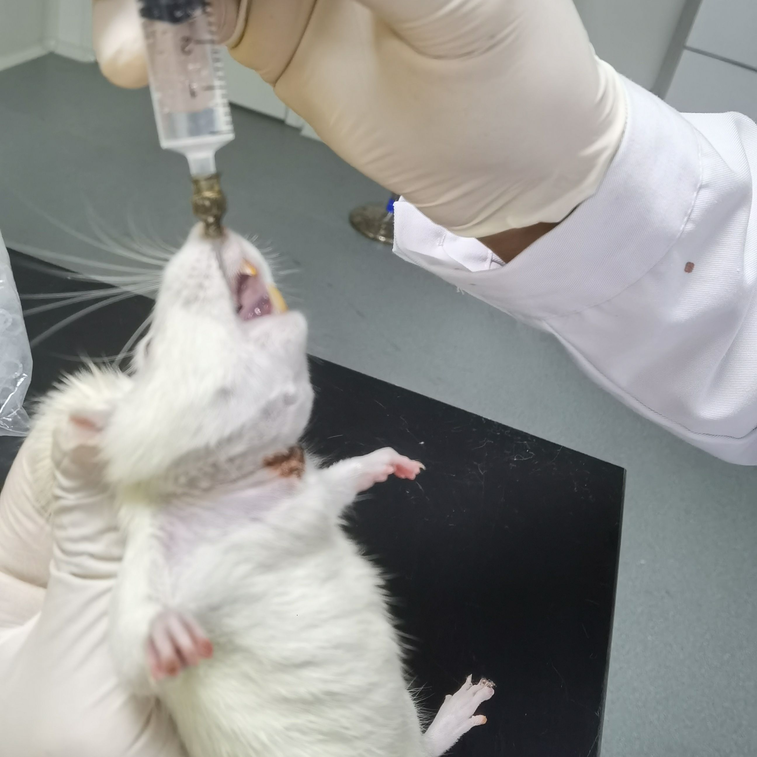 大鼠气管给药动物实验