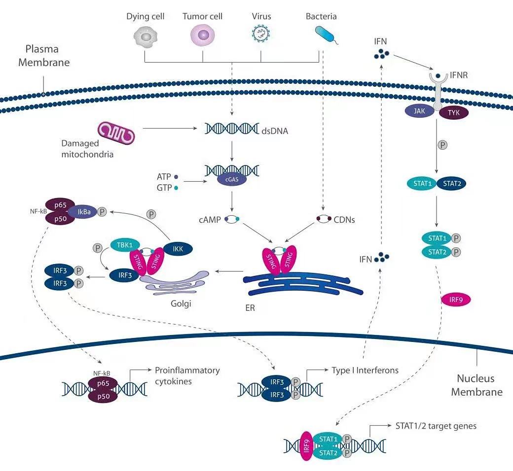 cGAS-STING，固有免疫学研究的新热点！