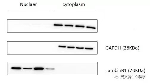 Invent 柱式法蛋白提取技术到底好不好用？看看小伙伴怎么说！