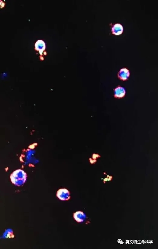 Invent 柱式法蛋白提取技术到底好不好用?看看小伙伴怎么说!