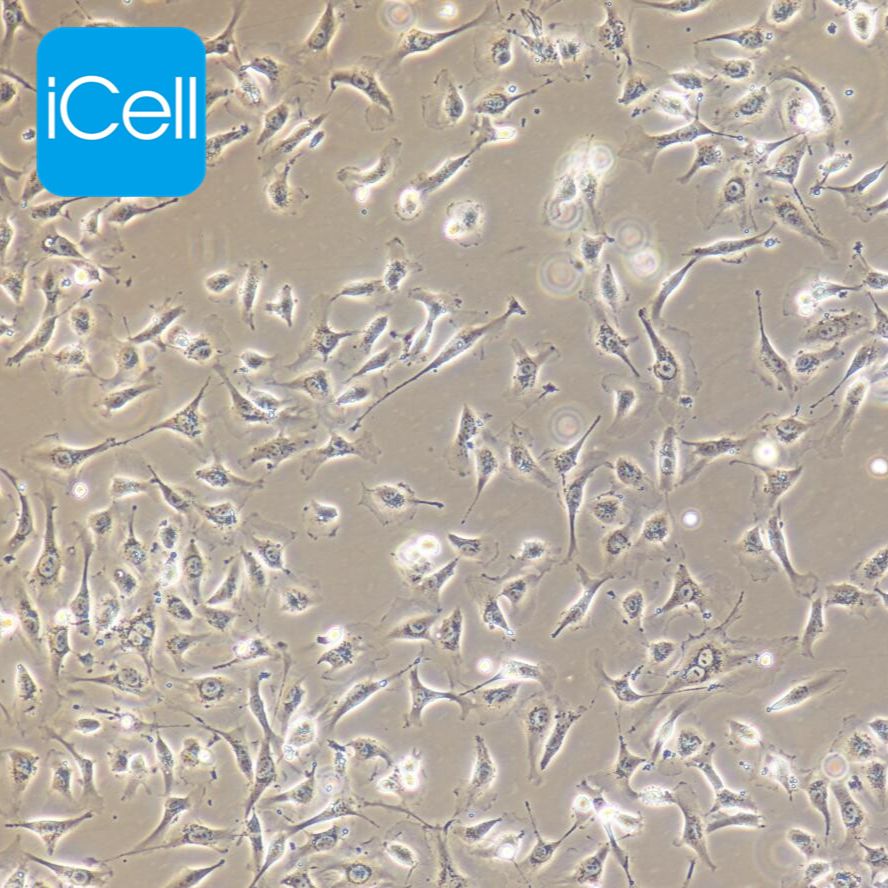 EA.hy926 人脐静脉细胞融合细胞/STR鉴定