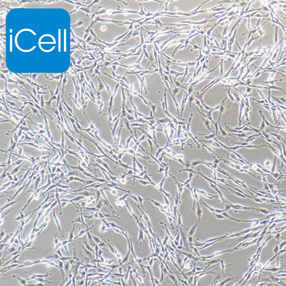 PC12高分化 大鼠肾上腺嗜铬细胞瘤细胞  种属鉴定