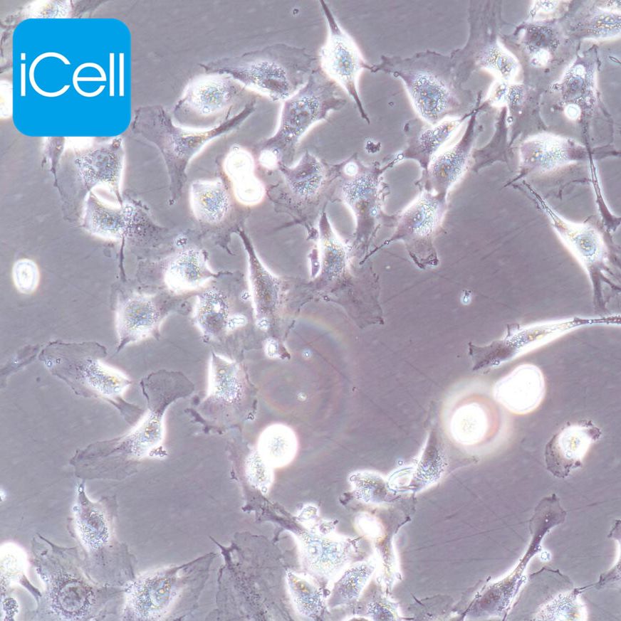 EA.hy926 人脐静脉细胞融合细胞/STR鉴定