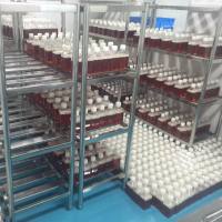 普通马血清（无菌过滤）