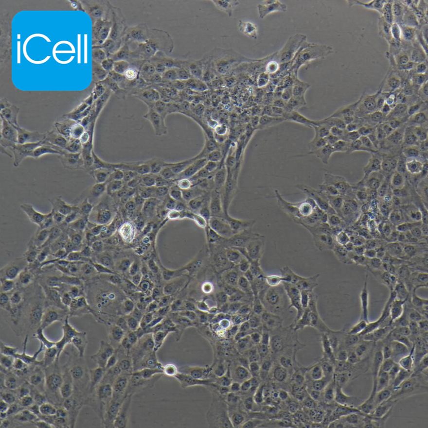 LX2 人肝星形细胞/STR鉴定/镜像绮点（Cellverse）