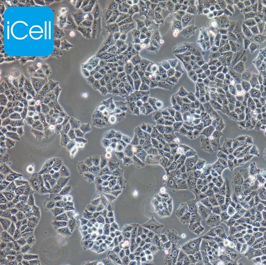 NCI-H23 人非小细胞肺癌细胞/STR鉴定