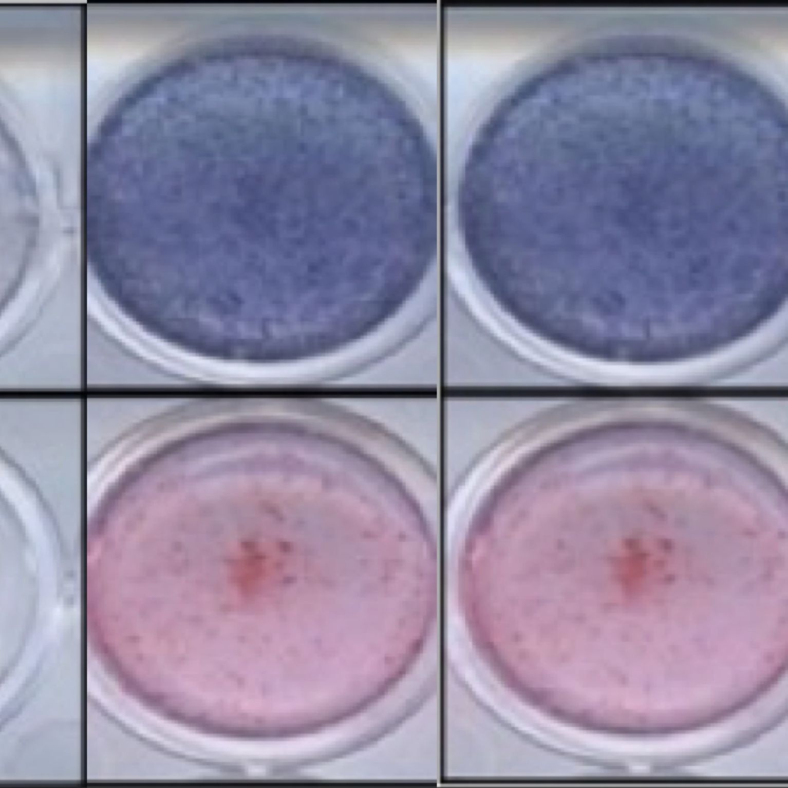 原代细胞扩增培养/干细胞三项分化