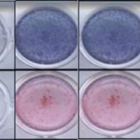 原代细胞扩增培养/干细胞三项分化