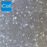 小鼠肺成纤维细胞永生化/免疫荧光鉴定/镜像绮点（Cellverse）