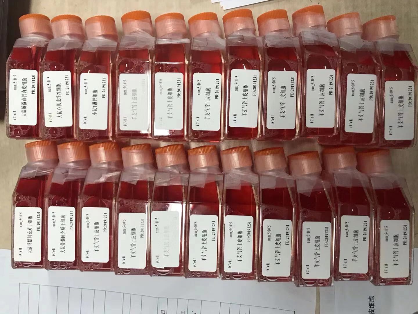 骨髓间充质干细胞/主动脉内皮细胞/免疫荧光鉴定