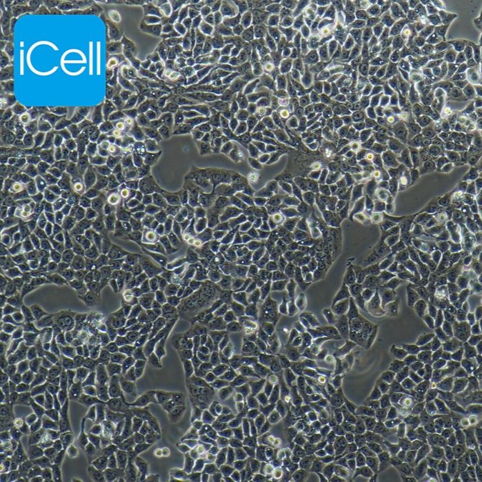 HT-29 人结肠癌细胞/STR鉴定/镜像绮点（Cellverse）
