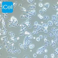 huh-7.5.1 人肝癌细胞|huh-7.5.1|huh7.5.1细胞|huh-7.5.1细胞|huh7.5.1|STR鉴定