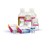 PeproTech重组人IL-7(GMP) 50ug