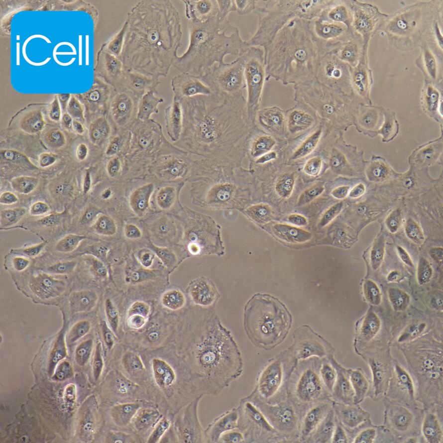 OS-RC-2 人肾癌细胞/STR鉴定/镜像绮点（Cellverse）