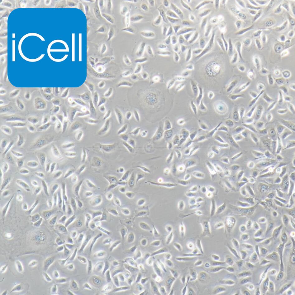 RWPE-2人前列腺正常细胞/STR鉴定/镜像绮点（Cellverse）