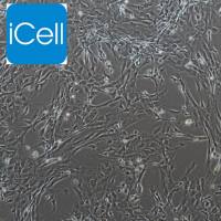 大鼠神经胶质细胞 / 小鼠神经胶质细胞 / 神经胶质细胞 / 免疫荧光鉴定