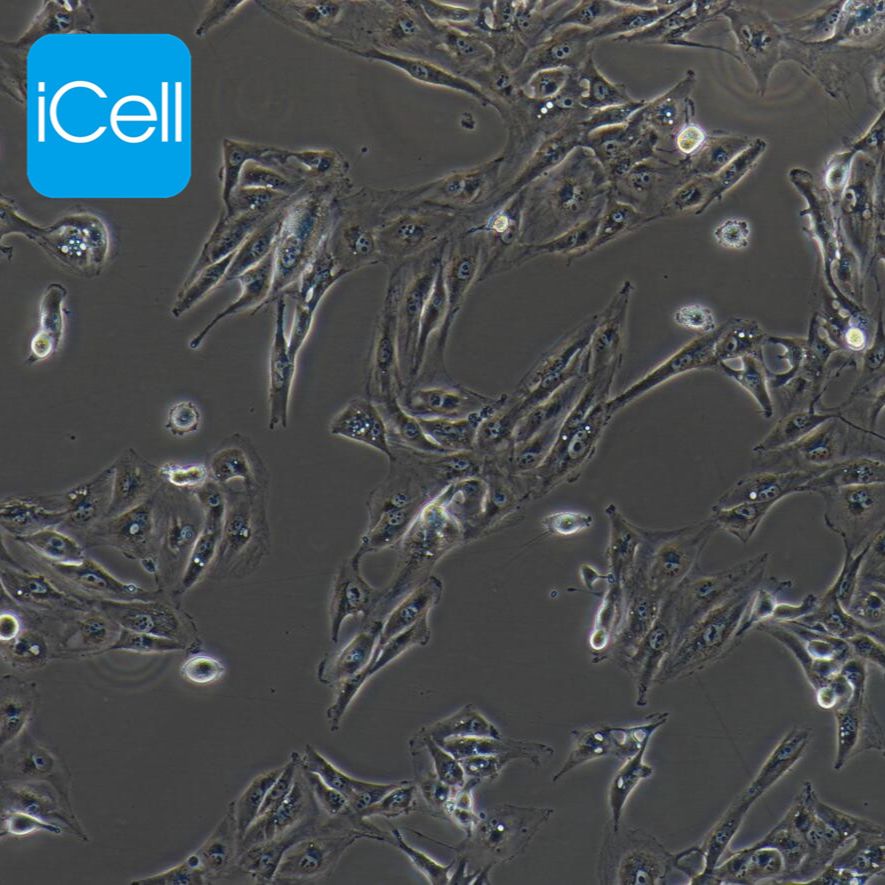 Caki-1 人肾透明细胞癌皮肤转移细胞/STR鉴定/镜像绮点（Cellverse）