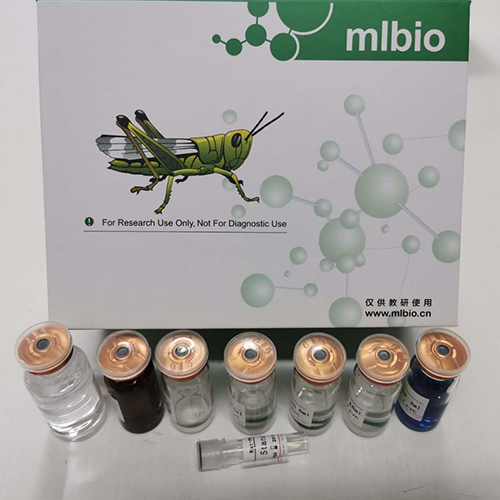 大鼠甘露糖结合蛋白-甘露糖结合凝集素(MBP-MBL)ELISA试剂盒