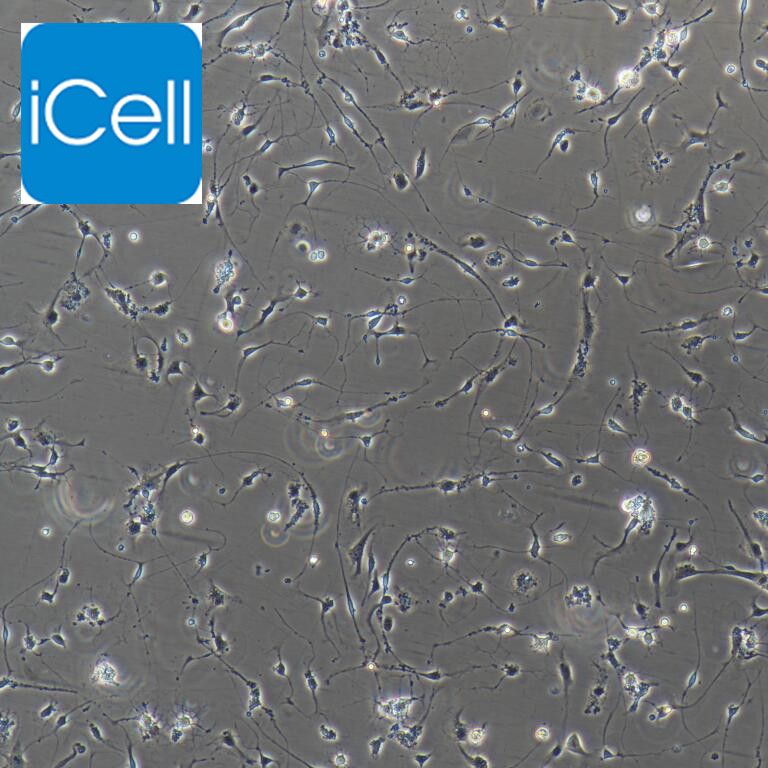 大鼠神经元细胞/免疫荧光鉴定/镜像绮点生物